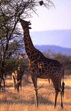 giraffe tanzania
